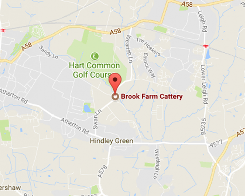 cattery hindley wigan